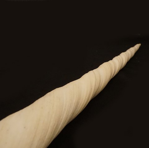 Narwhal tusk, Monodon monoceros. In a very good 
condition. L: 154cm