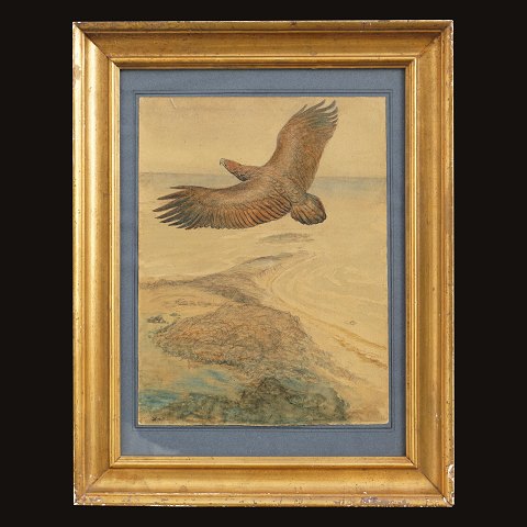 Johannes Larsen, 1867-1961, eagle. Watercolor and 
drawing. Signed and dated 1927. Visible size: 
32x25cmn. With frame: 47x37cm